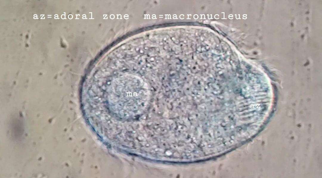 Image de Brachonella contorta