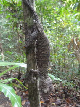 Слика од Uroplatus giganteus Glaw, Kosuch, Henkel, Sound & Böhme 2006