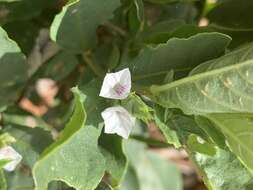 Neuracanthus africanus T. Anders. ex S. Moore resmi