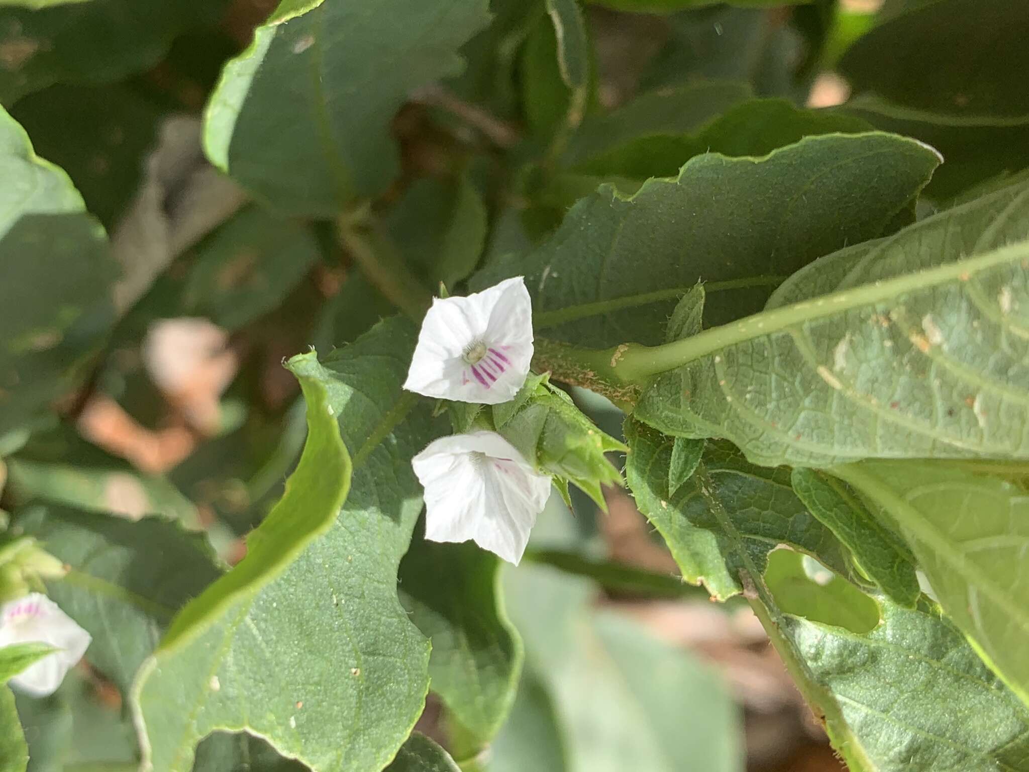 Neuracanthus africanus T. Anders. ex S. Moore resmi