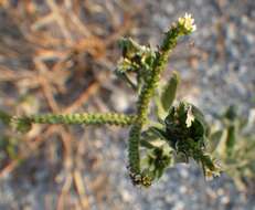 صورة Euploca procumbens (Mill.) Diane & Hilger