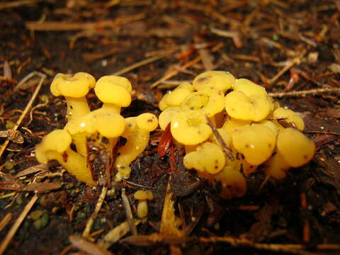 Image of Hypomyces leotiicola Rogerson & Samuels 1985