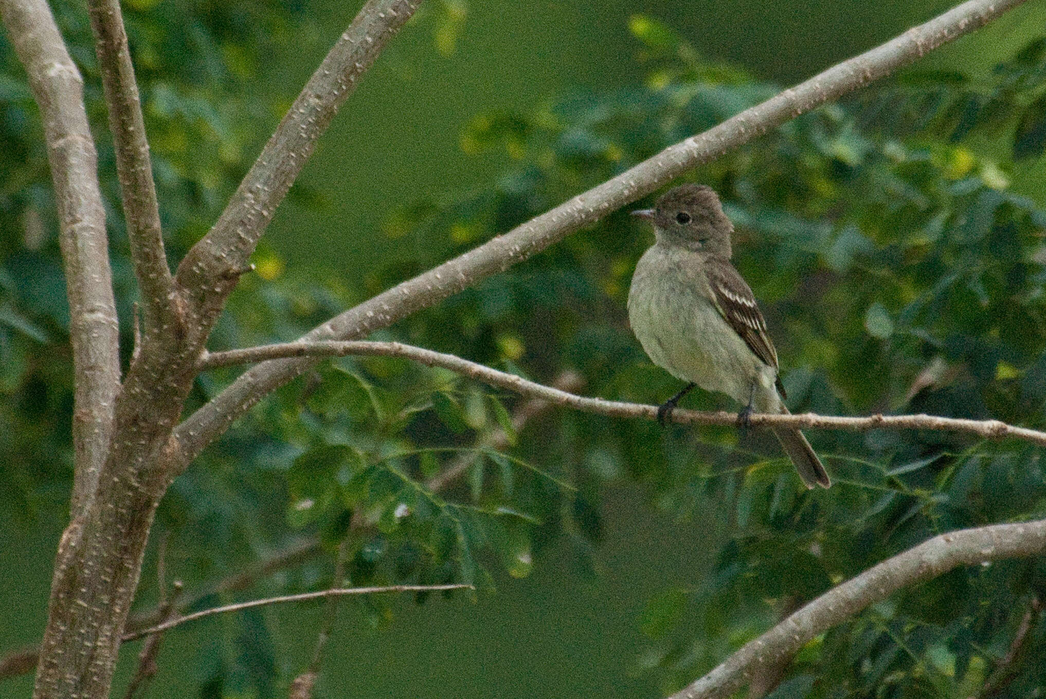 Image of Lesser Elaenia