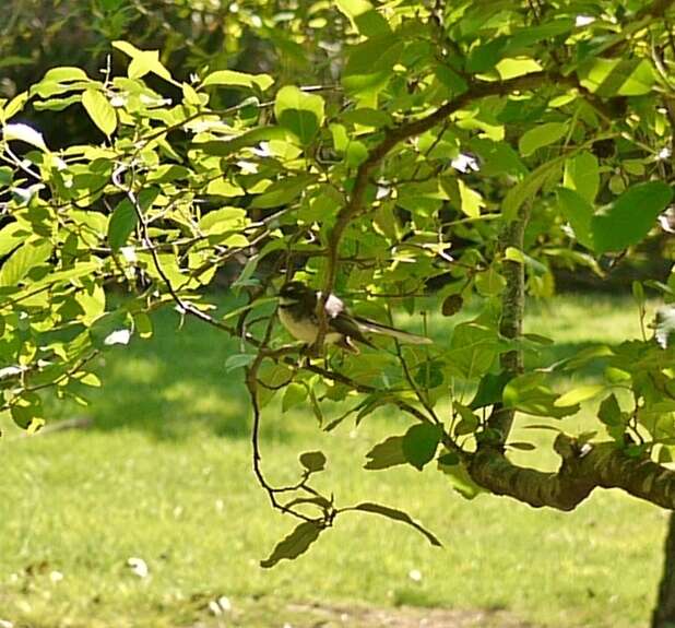 Image of Grey Fantail