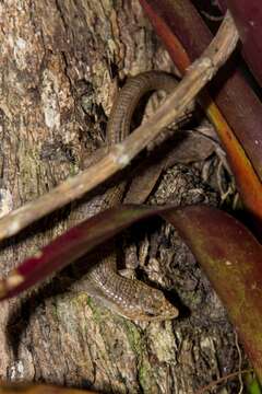 Image of Red-lipped Arboreal Alligator Lizard