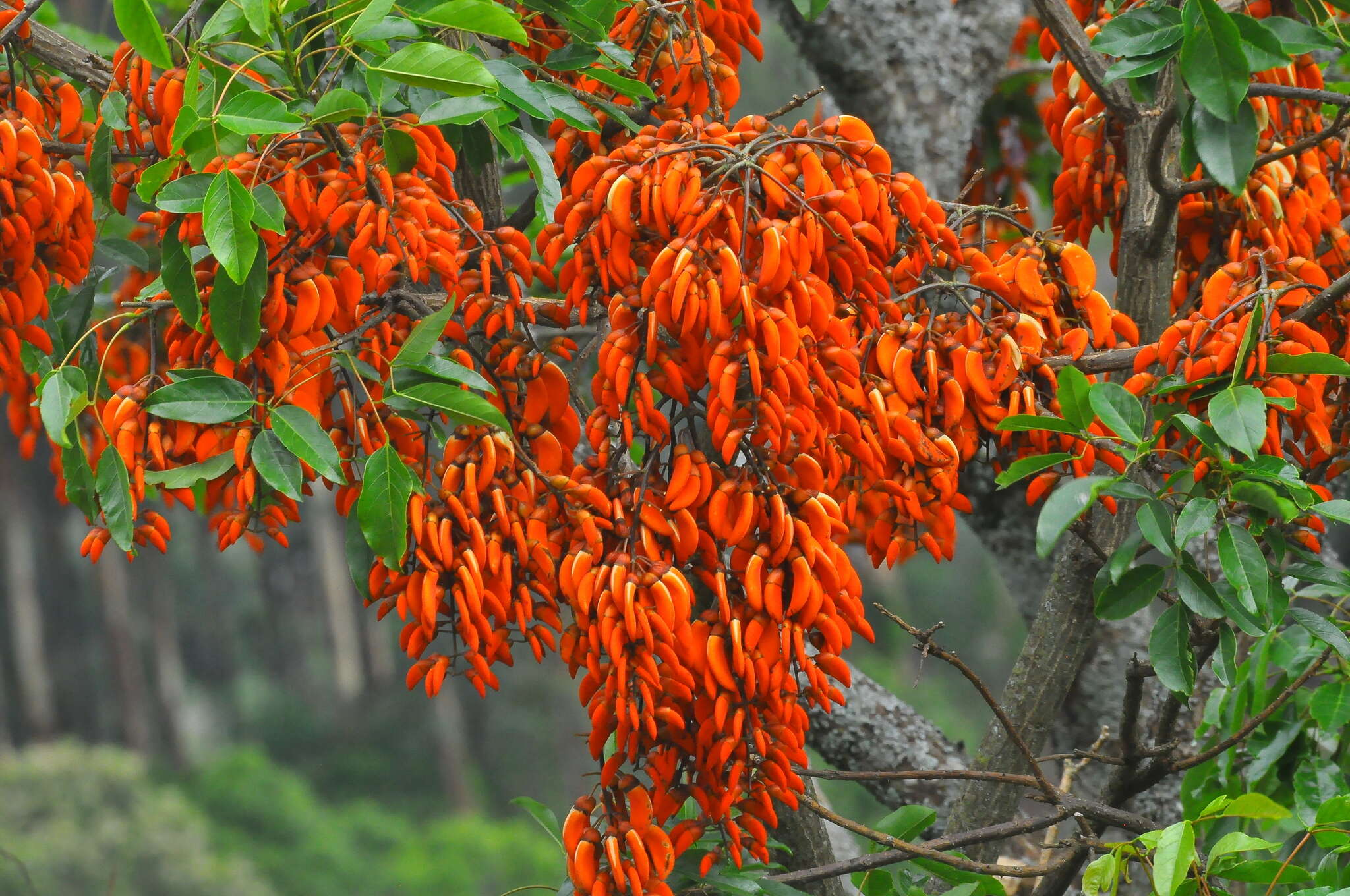 Erythrina falcata Benth. resmi