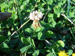 Image of white clover