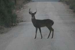 Image of Odocoileus virginianus texanus (Mearns 1898)