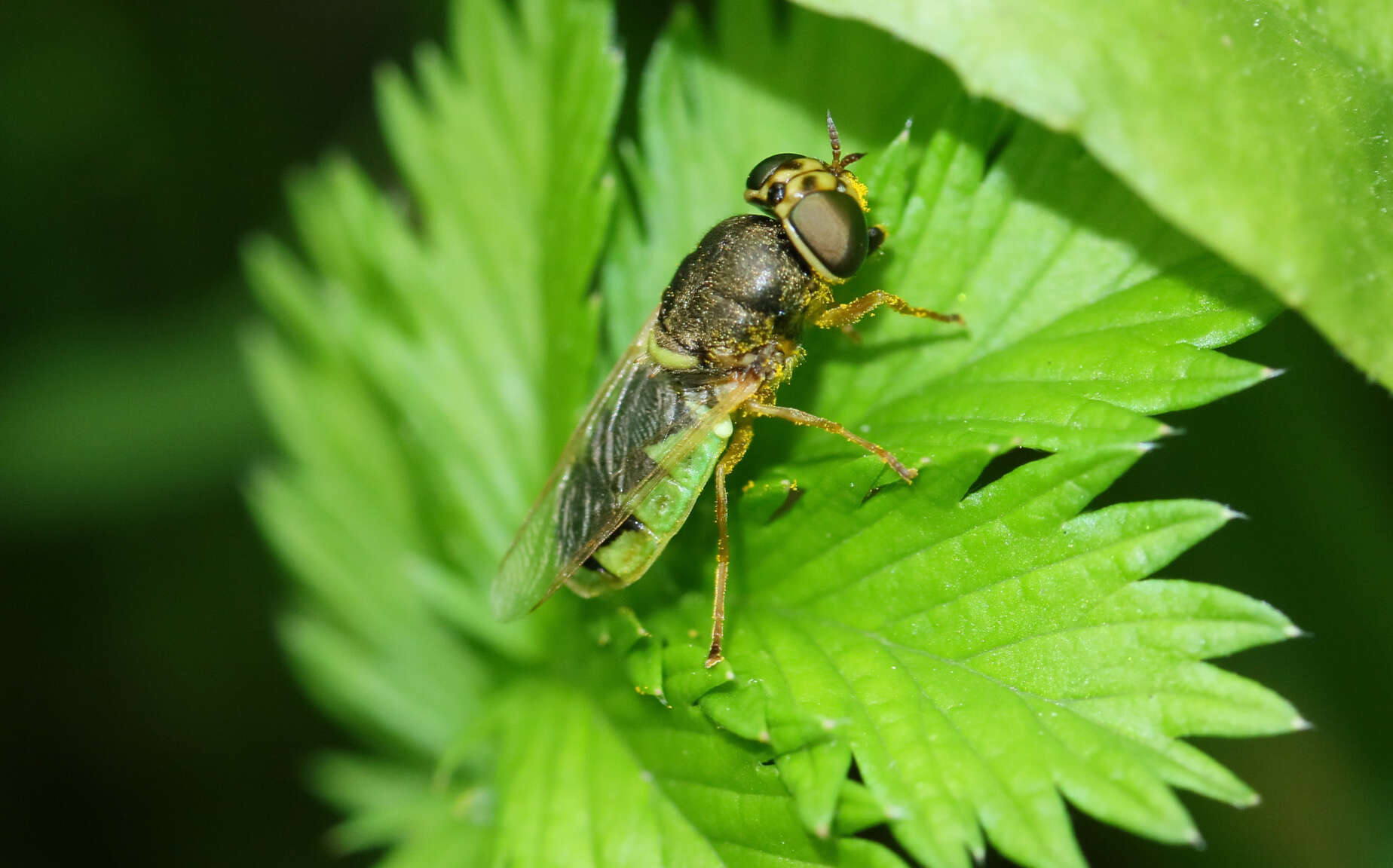 Image of Odontomyia angulata (Panzer 1798)