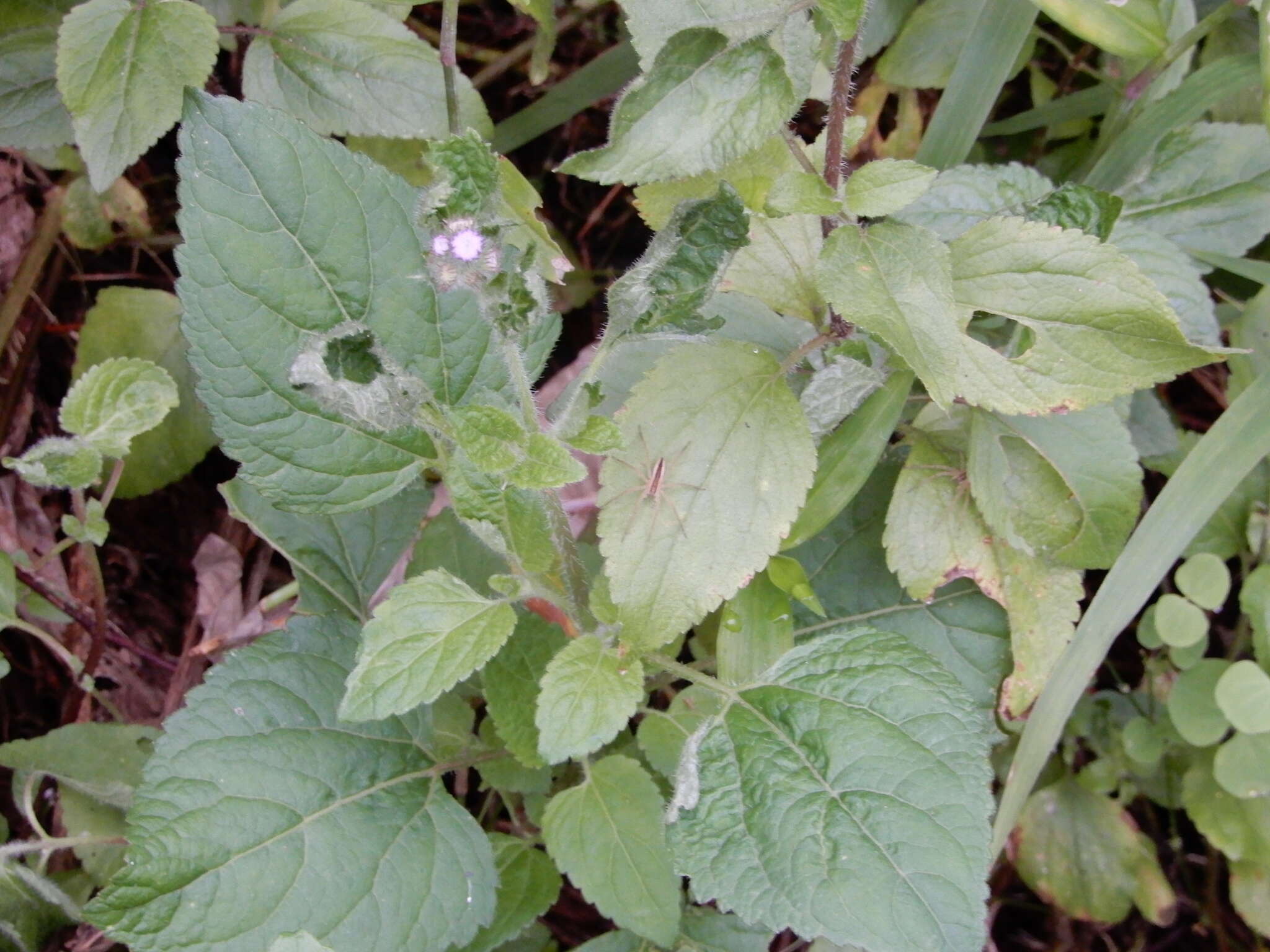 صورة Dolomedes sulfureus L. Koch 1878