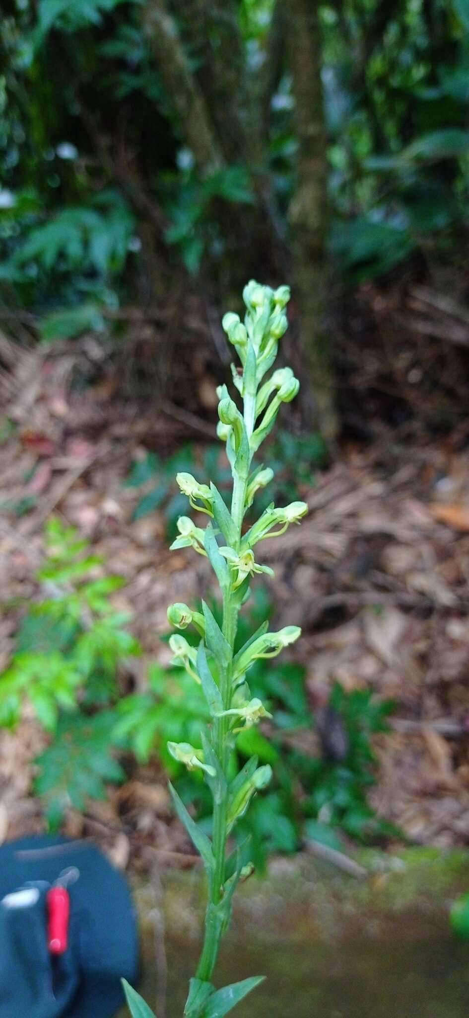 Sivun Habenaria josephensis Barb. Rodr. kuva