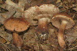 Image of Tylopilus variobrunneus Roody, A. R. Bessette & Bessette 1998