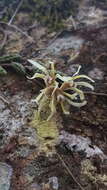 Image of Cucumber orchid