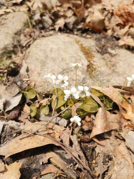 Image of small white violet