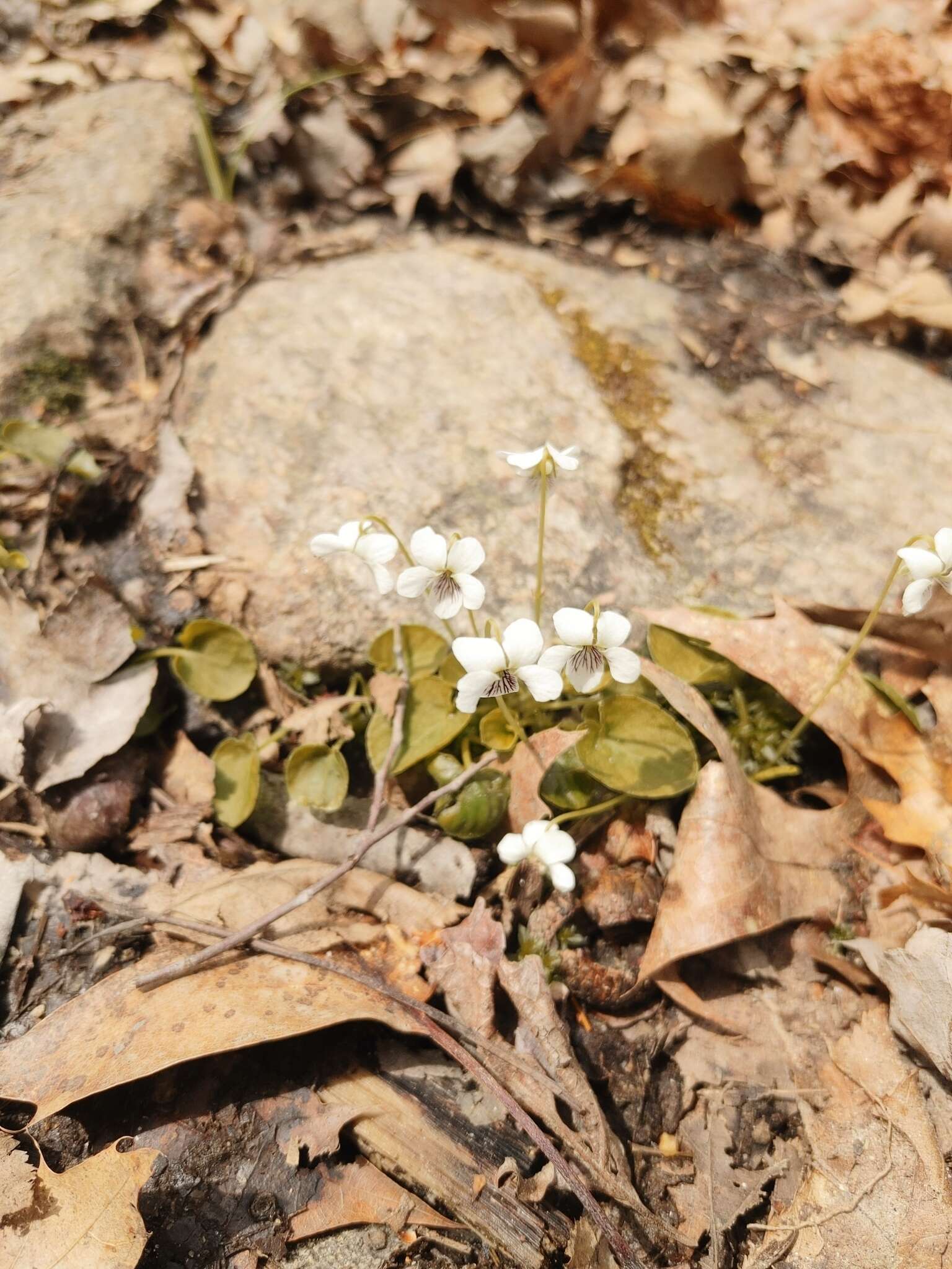 Image of small white violet