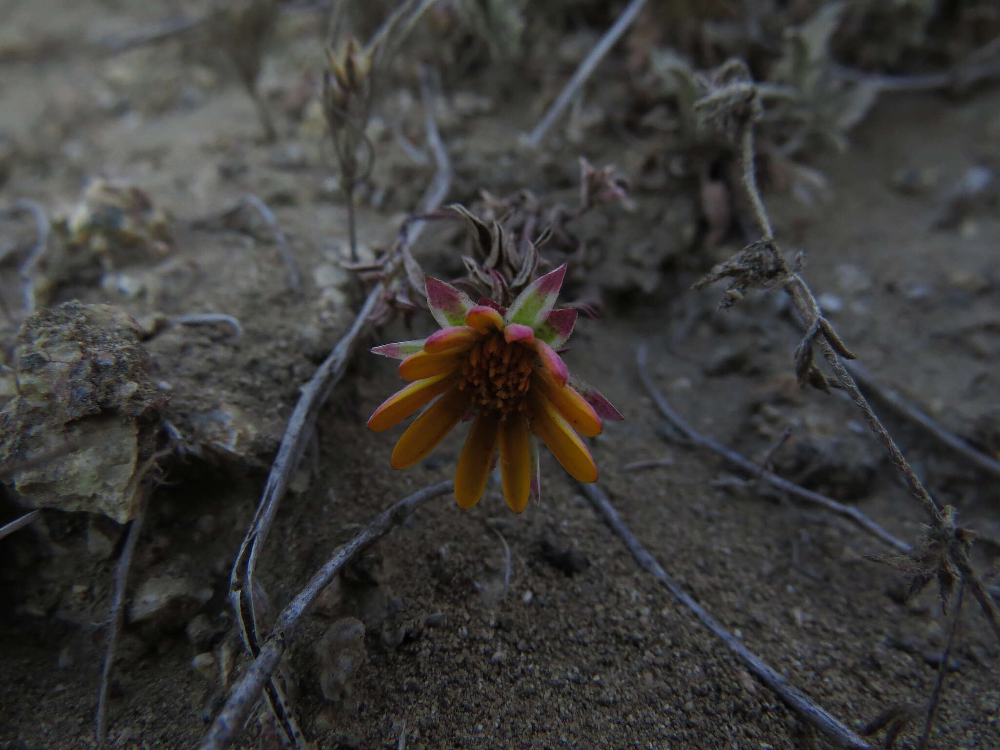 Image of Chaetanthera frayjorgensis A. M. R. Davies