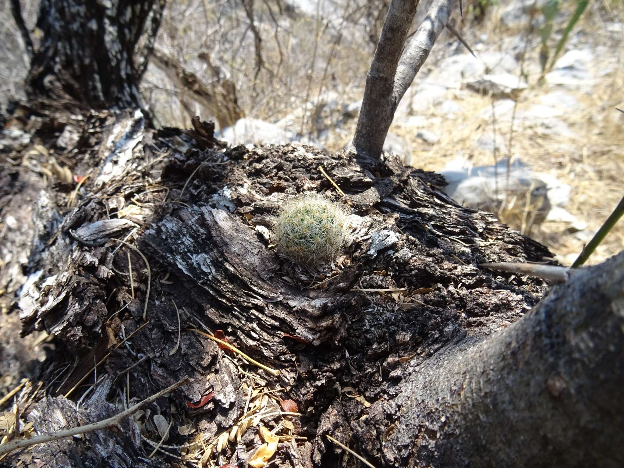 Image of Mammillaria baumii Boed.