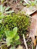 Image of physcomitrium moss