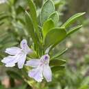 Imagem de Prostanthera clotteniana (F. M. Bailey) A. R. Bean