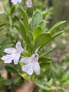 Prostanthera clotteniana (F. M. Bailey) A. R. Bean resmi