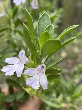 Image de Prostanthera clotteniana (F. M. Bailey) A. R. Bean