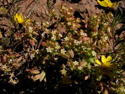 Image of Crassula expansa subsp. expansa