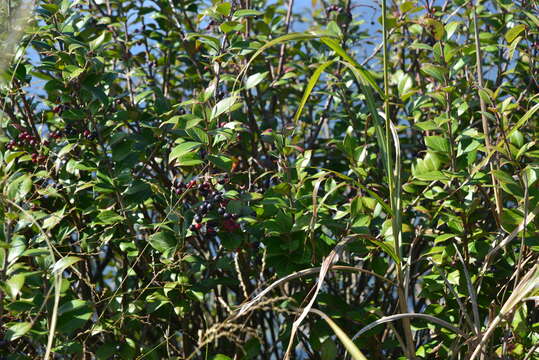 Image of Vaccinium dunalianum Wight