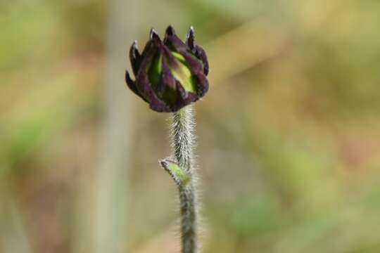 Image of Rayless Sunflower