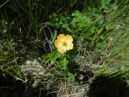 Image of Kallstroemia rosei Rydb.