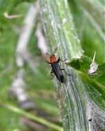 Image of Clover Stem Borer