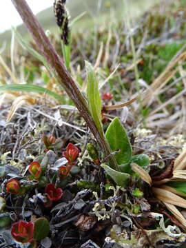 Sivun Tephroseris frigida (Richards.) Holub kuva