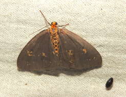 Image of Abraxas poliaria Swinhoe 1889