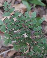 Image of Adiantum andicola Liebm.