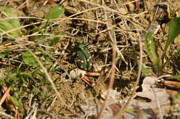 Image of Cicindela (Cicindela) maroccana pseudomaroccana Roeschke 1891