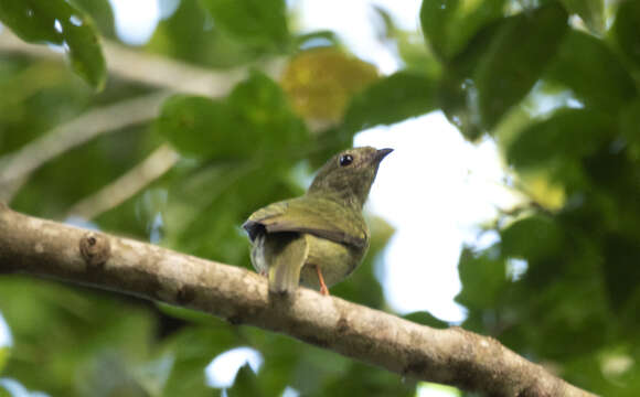 Image of Blue-backed Manakin