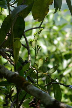 Imagem de Nepenthes pervillei Blume