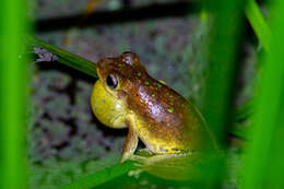 Image de Litoria tyleri Martin, Watson, Gartside, Littlejohn & Loftus-Hills 1979