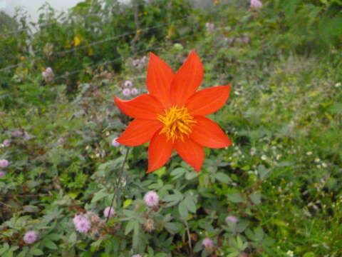 صورة Dahlia coccinea Cav.