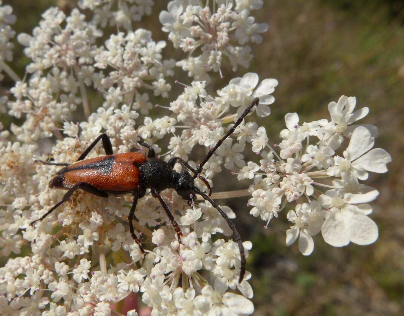 Image of Stictoleptura cordigera (Fueßlins 1775)