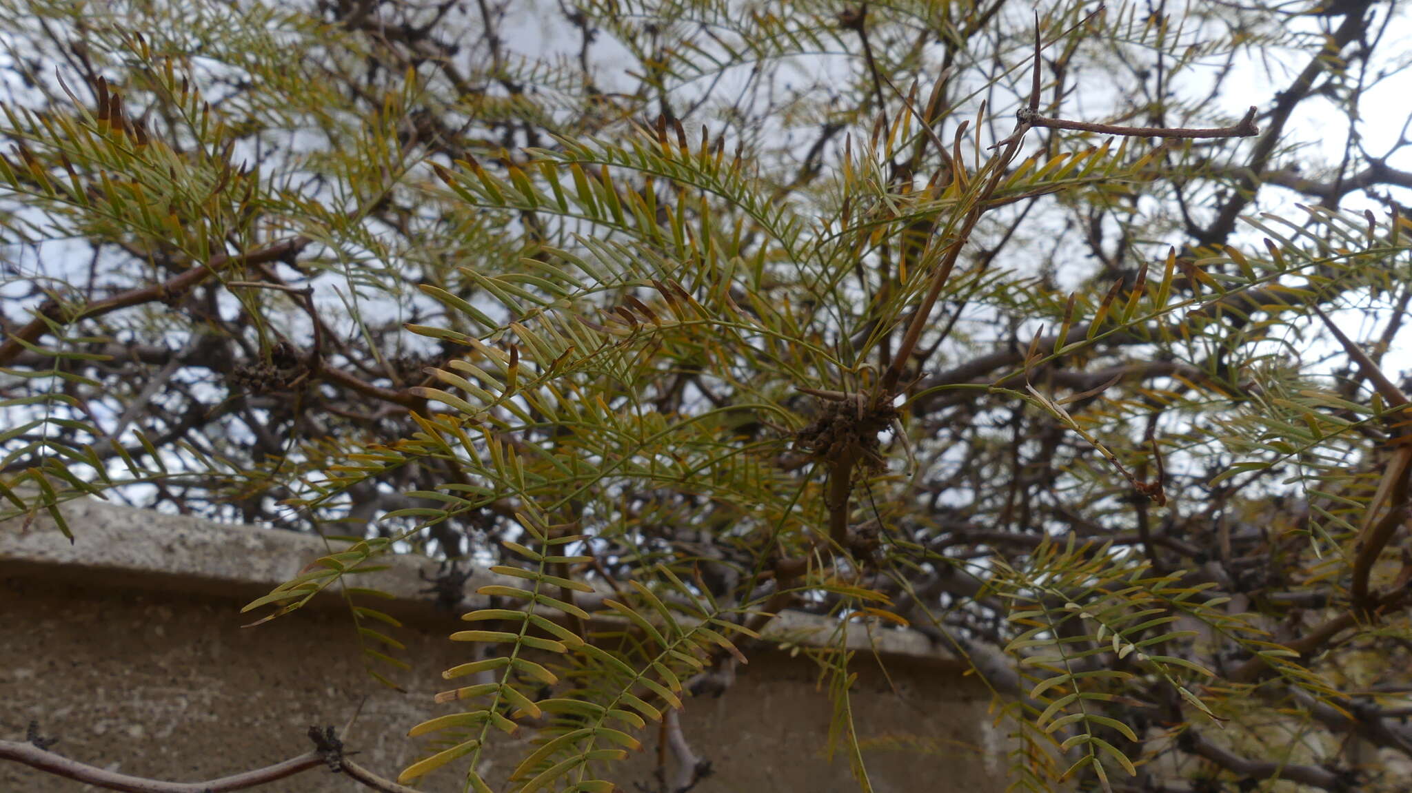 Image de Prosopis chilensis (Molina) Stuntz