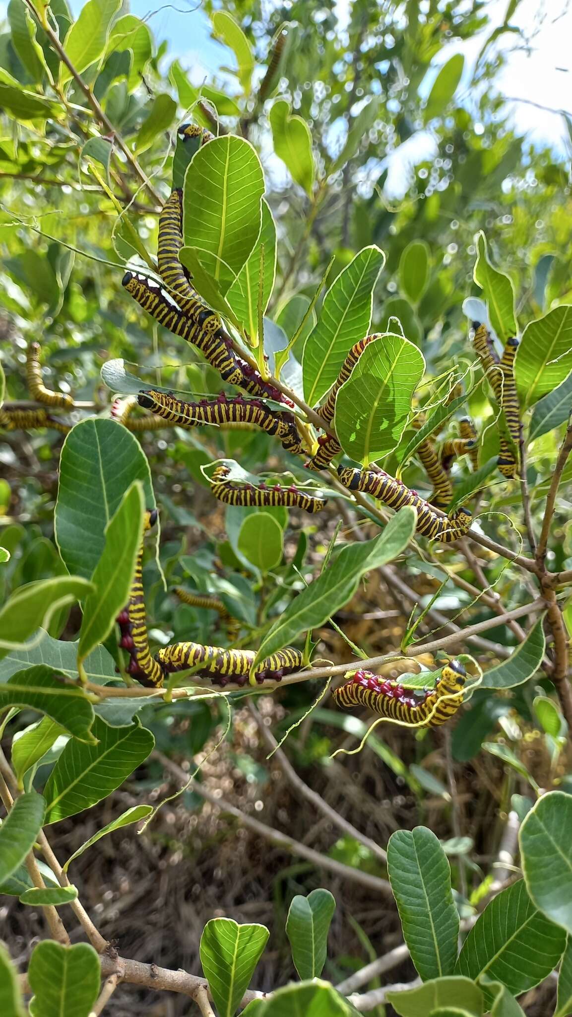 Tecmessa elegans Schaus 1901的圖片