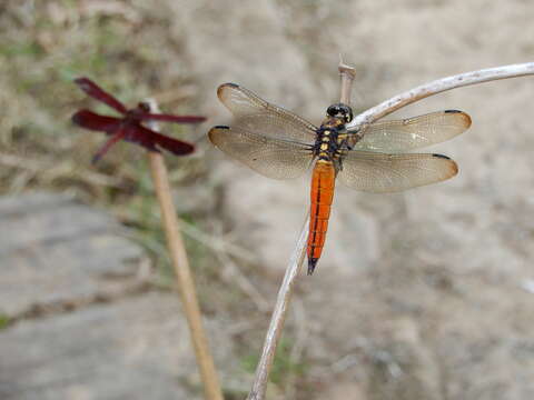 Image de Lyriothemis tricolor Ris 1916