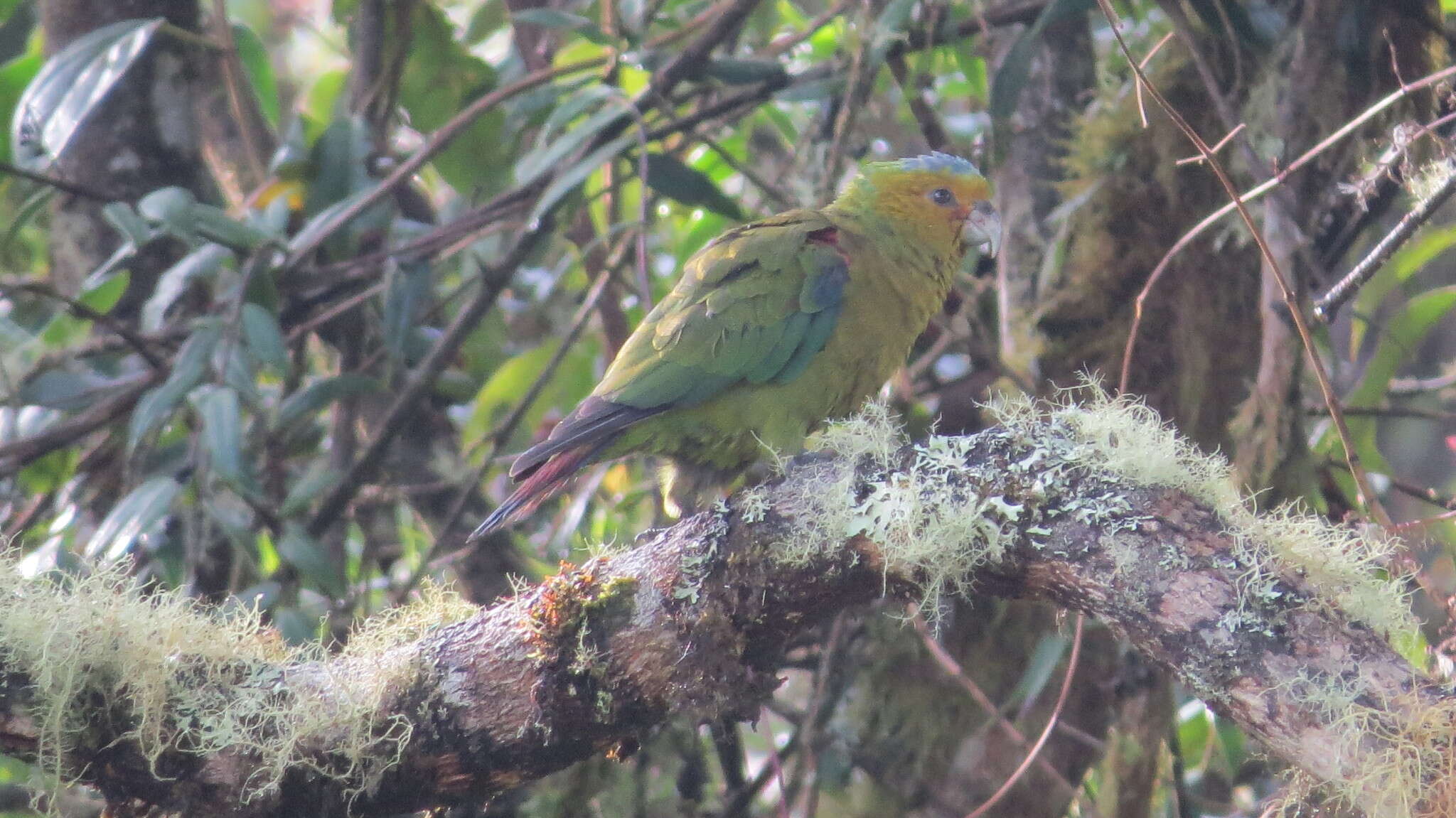 Image of Fuertes's Parrot