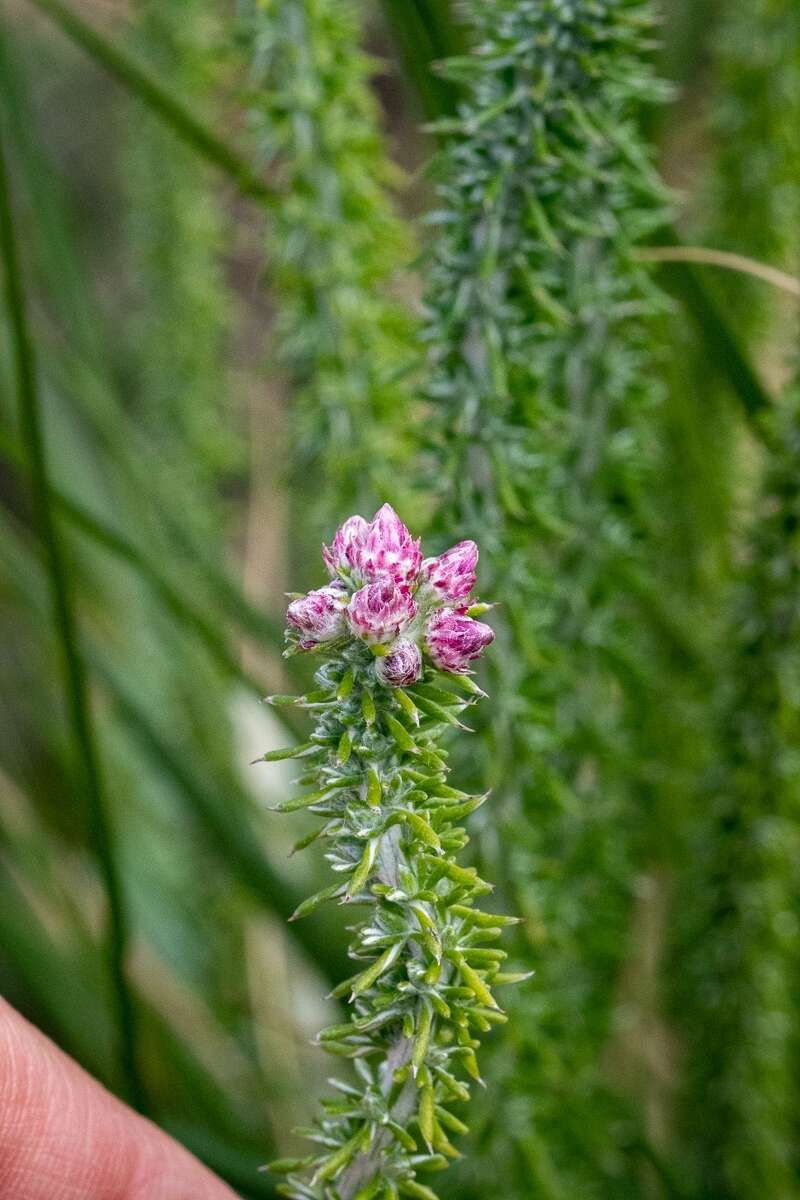 Imagem de Lachnospermum umbellatum (L. fil.) Pillans