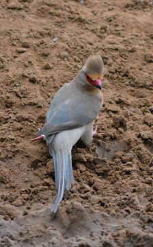 Urocolius indicus transvaalensis Roberts 1922 resmi