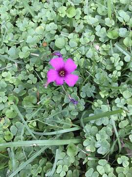 Image of Oxalis brasiliensis Lodd.