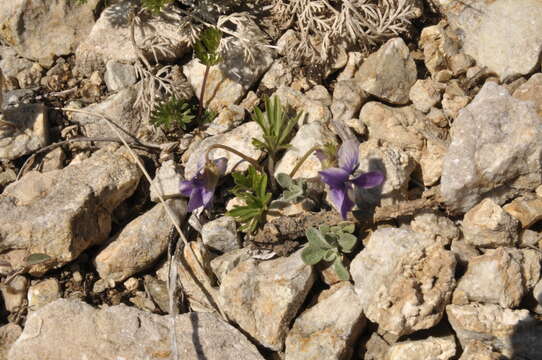 Image of Viola dissecta Ledeb.