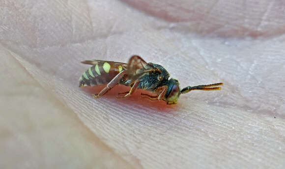 Image of Nomada articulata Smith 1854