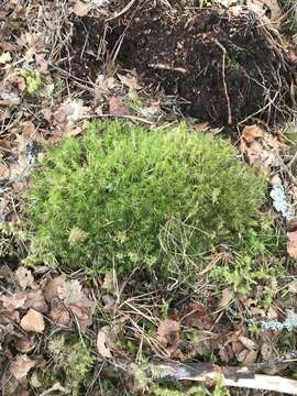 Image of dicranum moss