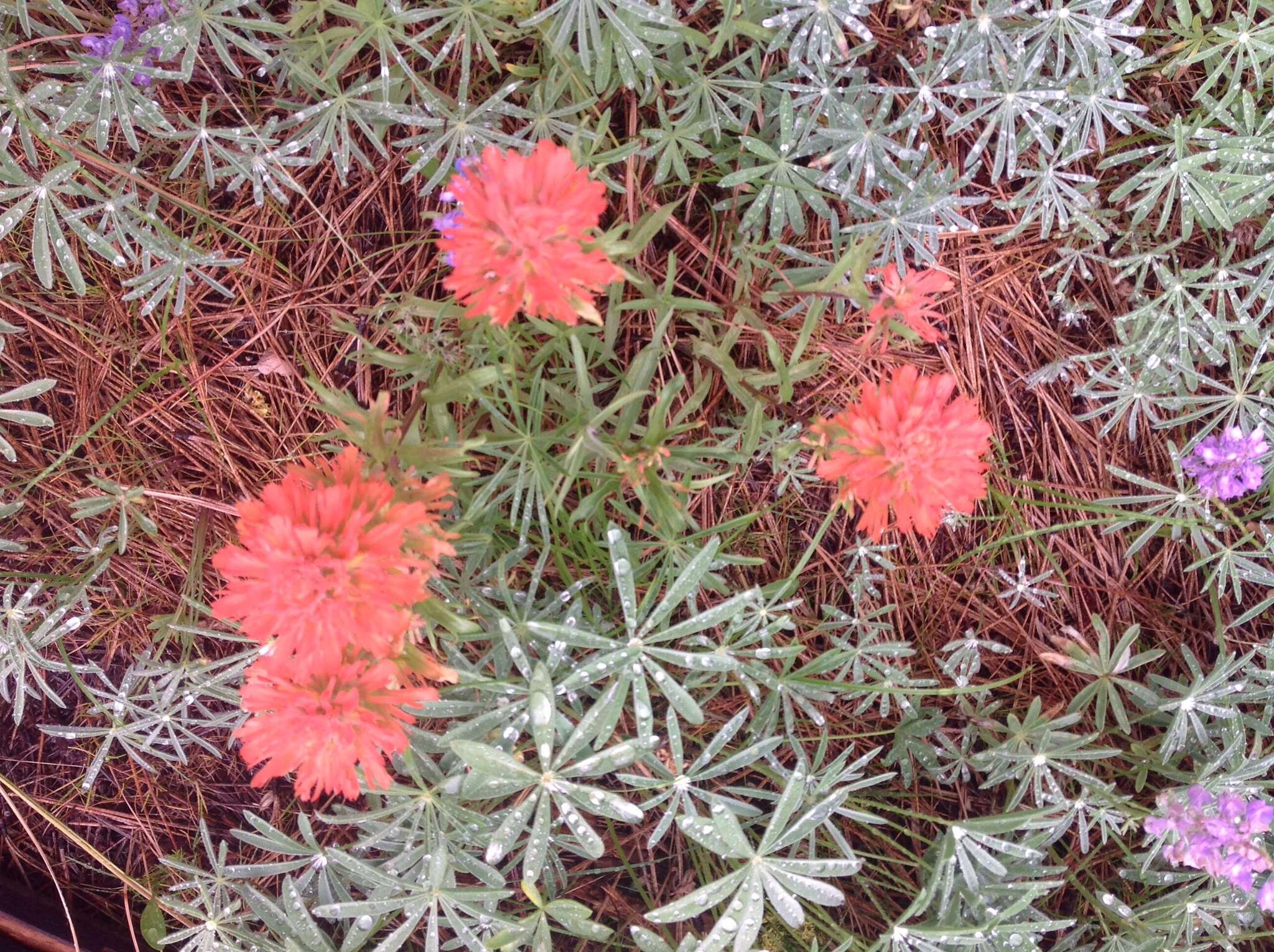 Image of harsh Indian paintbrush